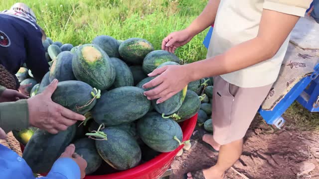Watermelons In Red Basin
