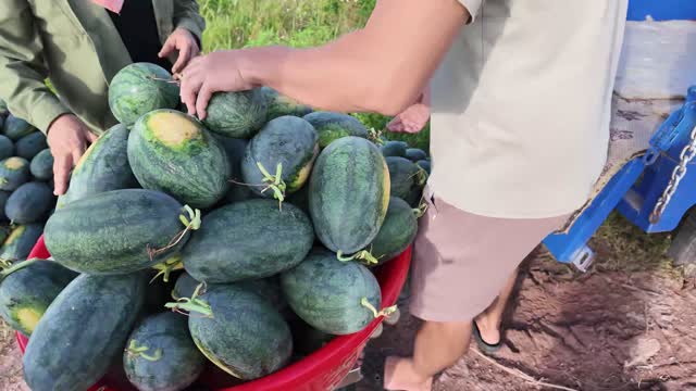 Filling Basin With Watermelons