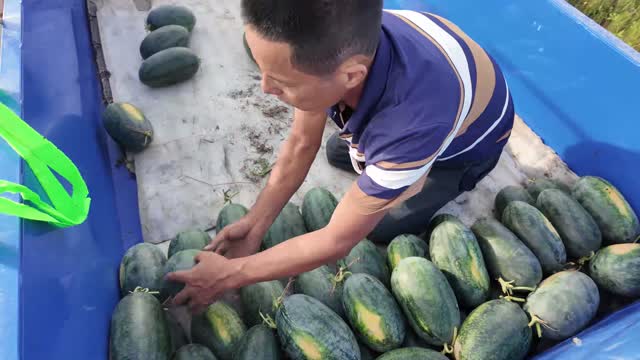 Farmer Arranging Watermelons Close Up