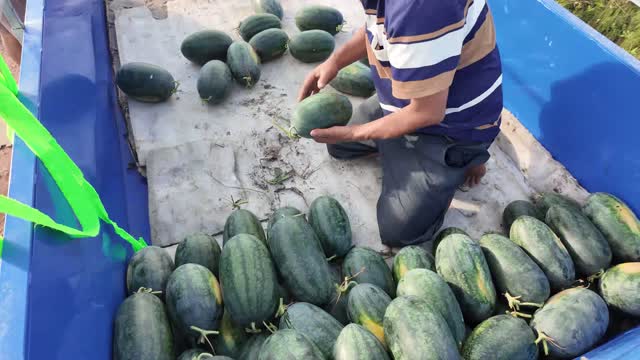 Sorting Harvested Watermelons By Hand