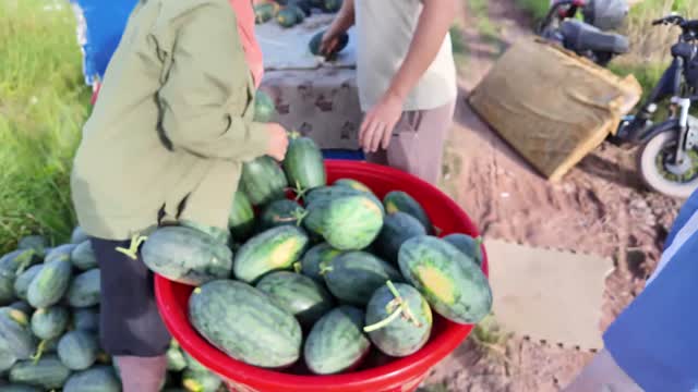 Sorting Watermelons By Roadside