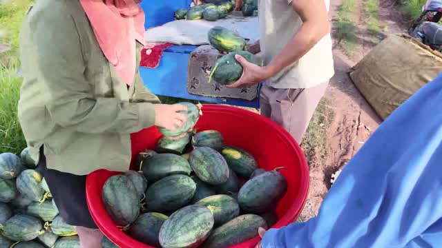 Collecting Watermelons In Basin