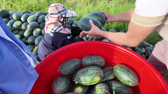Filling Red Basin With Watermelons