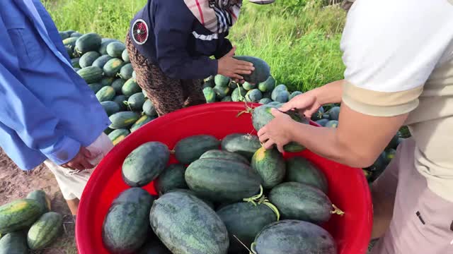 Hands Collecting Watermelons In Field