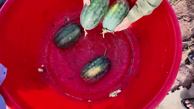 Washing Watermelons In Basin