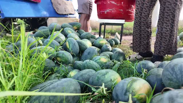 Fresh Watermelons On The Grass