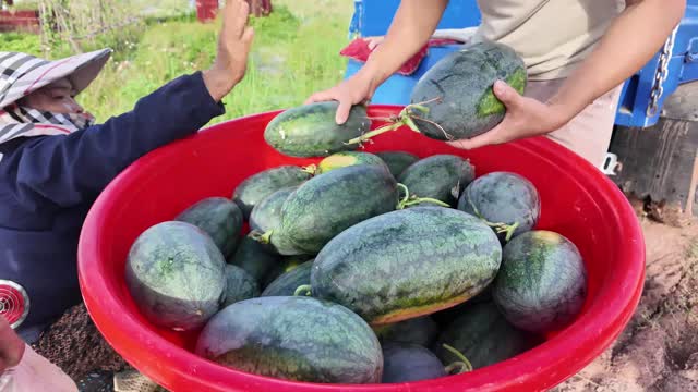 Piling Watermelons Into Red Basin