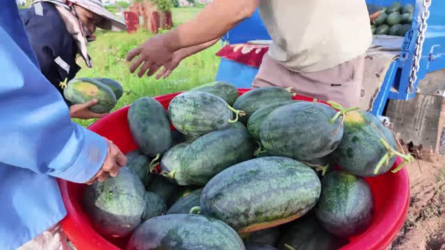 Loading Watermelons Into Basin