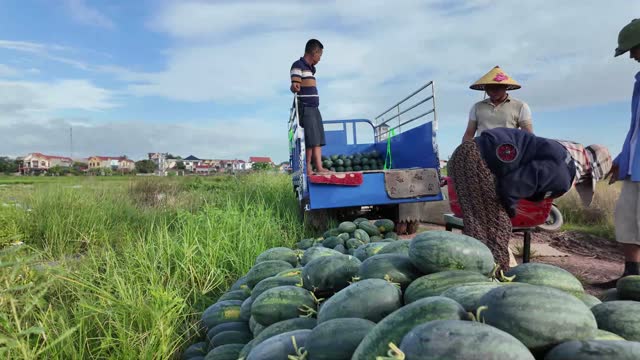 Loading Watermelons Onto Cargo Trike