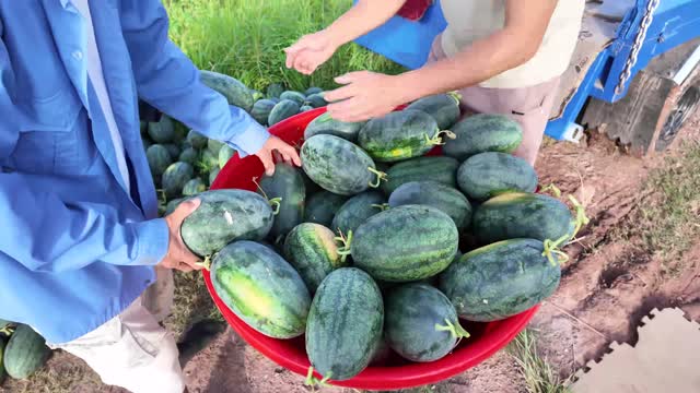 Sorting Harvested Watermelons In Field