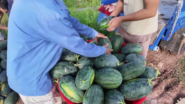 Stacking Watermelons Into Basket