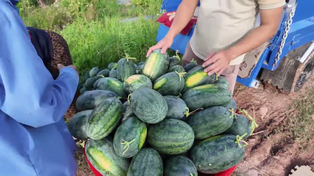 Full Basin Of Fresh Watermelons