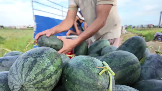 Stacking Watermelons On Truck Close Up