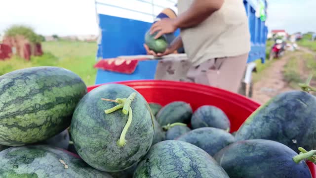 Watermelons In Red Basin Close Up