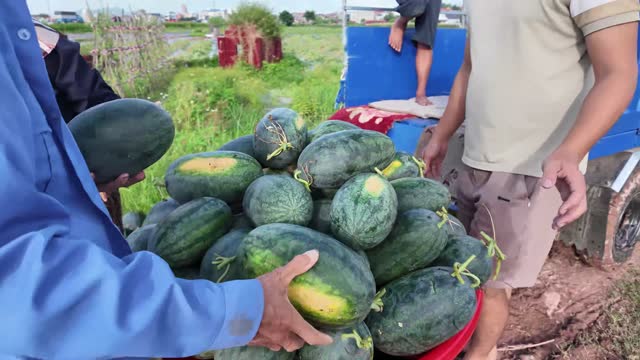 Farmer Carrying Ripe Watermelons