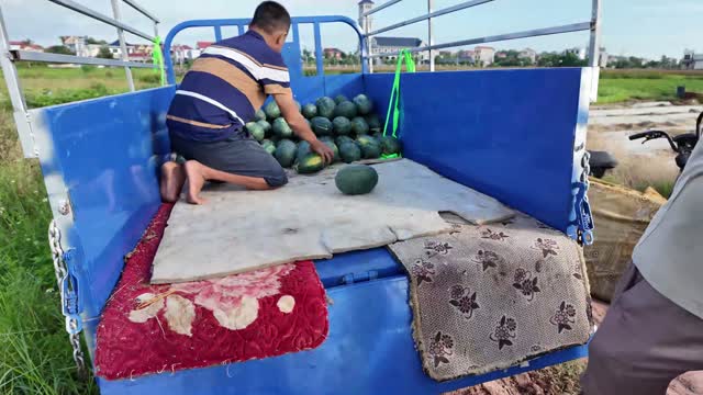 Loading Watermelons Onto Cargo Trike