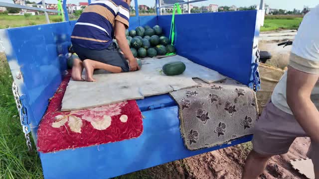 Arranging Watermelons On Truck Bed