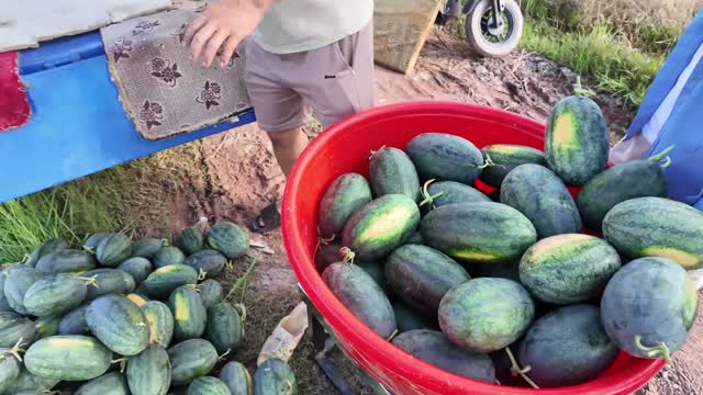 Red Basin Full Of Watermelons