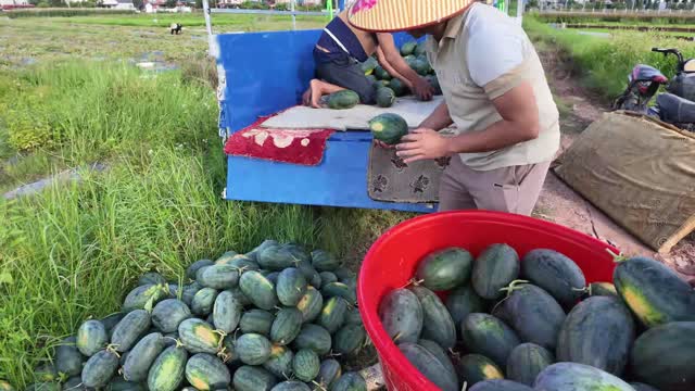 Workers Sorting Watermelons By Trike