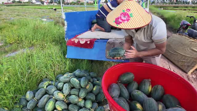 Farmer In Conical Hat Sorting Melons