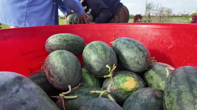 Watermelons Piled In Red Basin