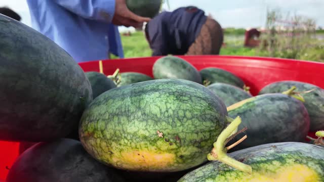 Worker Adding Watermelon To Basin