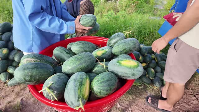 Farmer Placing Watermelon In Basin