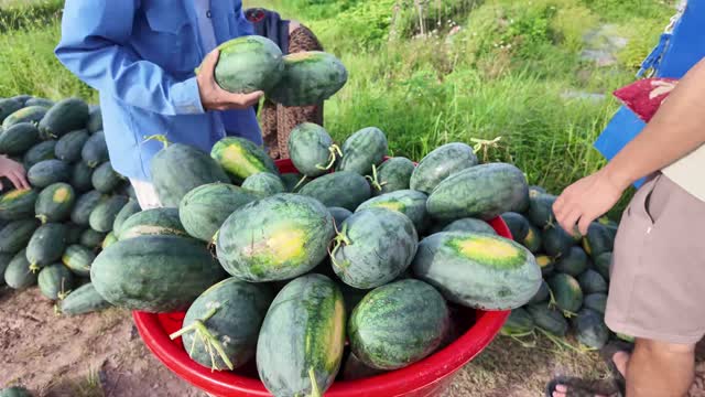 Full Basin Of Harvested Watermelons