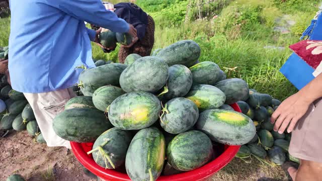 Sorting Watermelon On Truck Tarp
