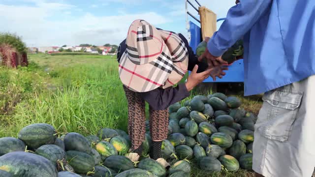 Woman Sorting Watermelons In Field