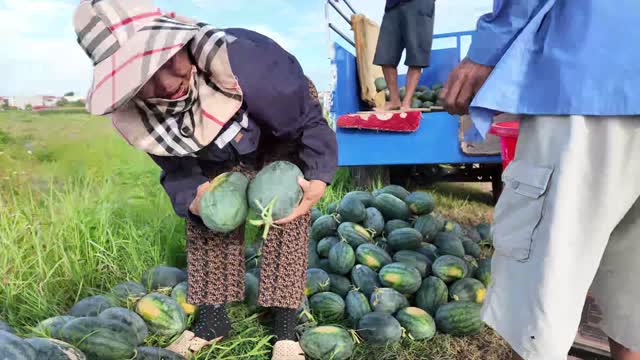 Sorting Watermelon Pile By Hand