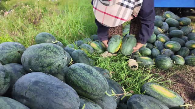 Hands Sorting Large Watermelons