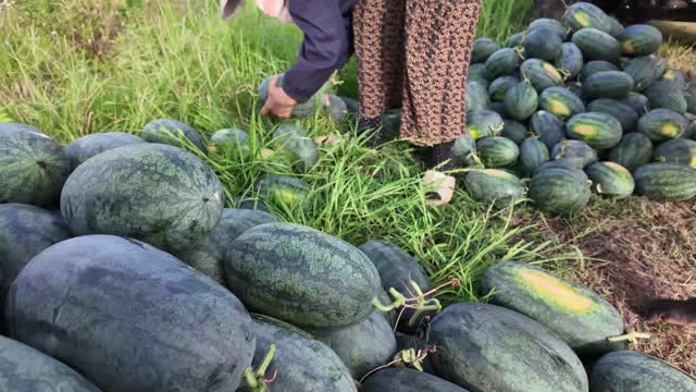 Farmer Gathering Watermelons In Grass