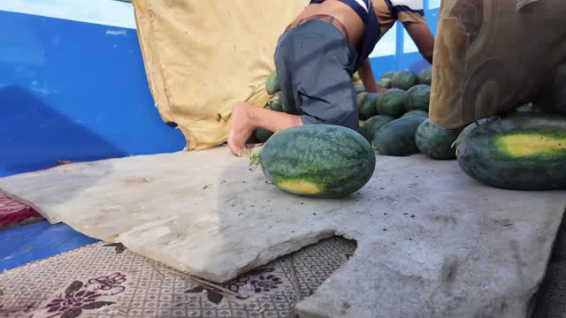 Worker Sorting Watermelon On Tarp