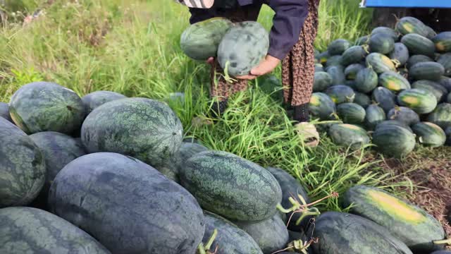 Farmer Holding Two Watermelons