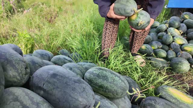 Hands Lifting Fresh Watermelons
