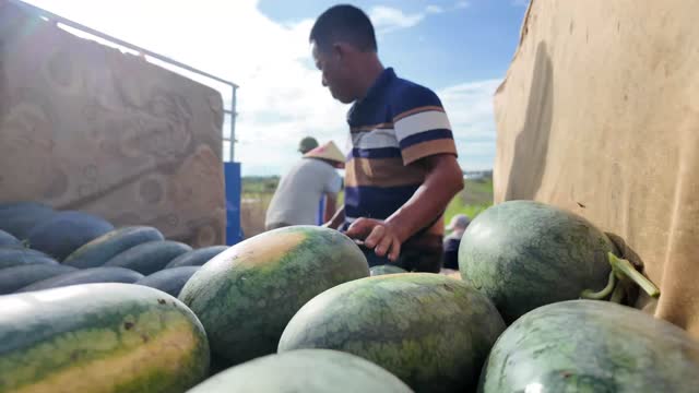 Low Angle Watermelon Harvest Loading