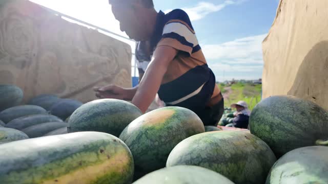 Man Handling Watermelons On Truck
