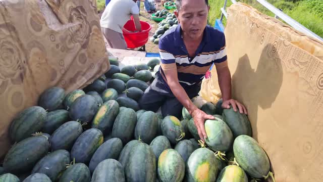 Farmer Sorting Watermelon Pile On Truck
