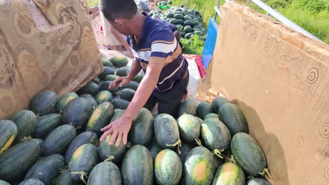 Worker Stacking Watermelons On Truck