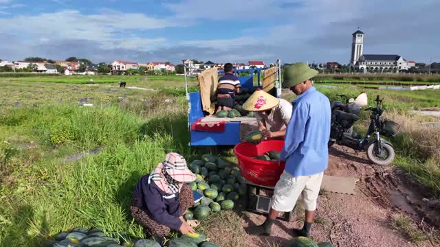 Loading Watermelons Onto Truck In Field