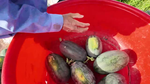 Hand Reaching Into Watermelon Basin