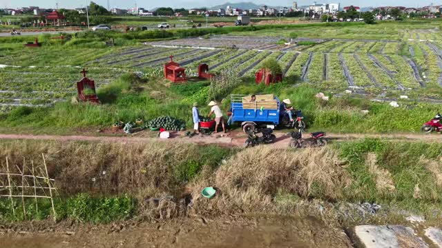 Farmers Loading Watermelon Trike