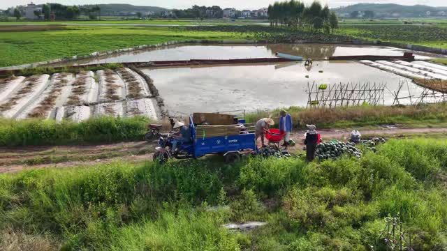 Loading Watermelons By The Pond