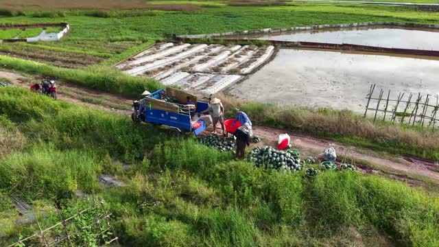 Farmers Loading Trike With Watermelons
