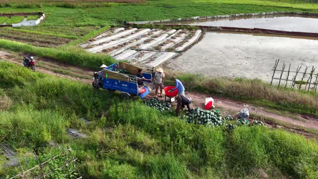 Loading Watermelon Harvest By Pond
