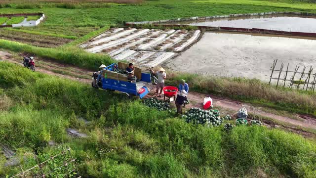 Watermelon Loading By Pondside Path