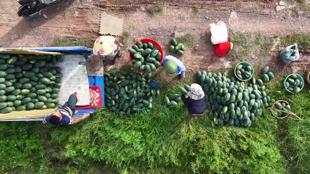 Aerial Watermelon Harvest Loading