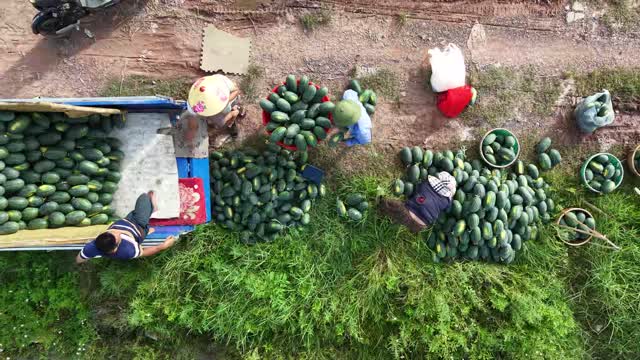 Overhead Melon Sorting Baskets