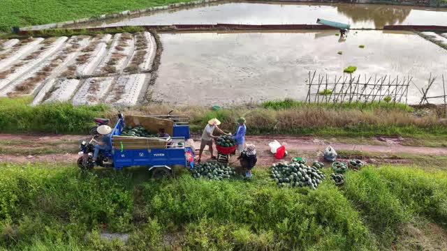 Loading Melons Near Water